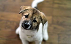 Papel de Parede Desktop Cão Jack Russell Terrier Filhote de cachorro um animal