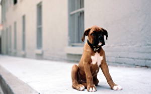 Sfondi desktop Cane Boxer (cane) Cucciolo animale