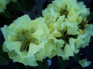 Sfondi desktop Rhododendron fiore