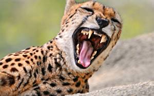 Bakgrunnsbilder Store kattedyr Gepard