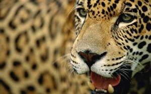 Wallpaper Big cats Jaguars