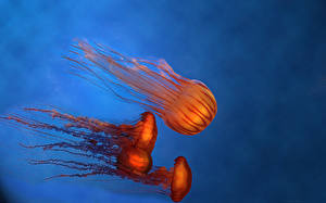 Papel de Parede Desktop Mundo subaquático Águas-vivas animalia