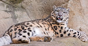 Photo Big cats Snow leopards animal