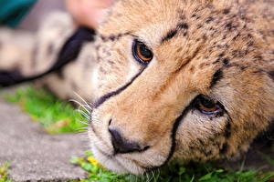 Bureaubladachtergronden Pantherinae Cheeta