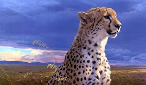 Bakgrunnsbilder Store kattedyr Geparder