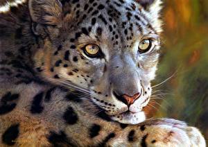 Image Big cats Snow leopards