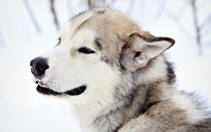 Bureaubladachtergronden Hond Alaska-malamute