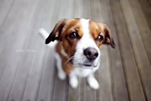 Sfondi desktop Cane Jack Russell Terrier