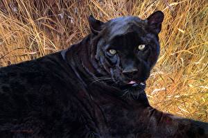 Bureaubladachtergronden Pantherinae Zwarte panter