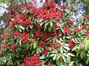 Pictures Rhododendron Flowers