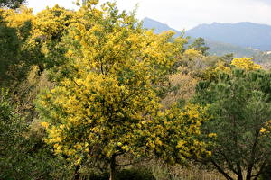 Fondos de escritorio Acacia mimosa Flores