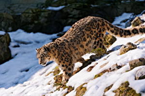 Sfondi desktop Pantherinae Leopardo delle nevi Animali