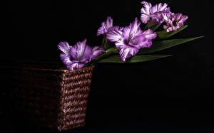 Fondos de escritorio Gladioluses flor