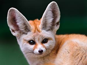 Image Foxes Fennec fox animal