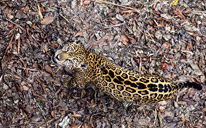 Bilder Große Katze Jaguar ein Tier