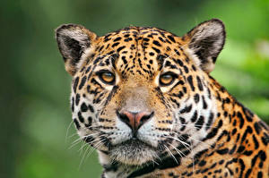 Bureaubladachtergronden Pantherinae Jaguars