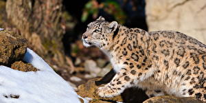 Bakgrunnsbilder Store kattedyr Snøleopard