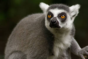 Bakgrundsbilder på skrivbordet Lemur