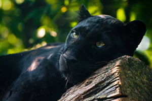 Fotos Große Katze Schwarzer Panther