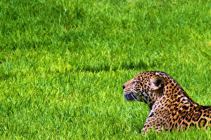 Papel de Parede Desktop Fauve Jaguares