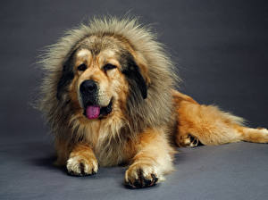 Papel de Parede Desktop Cão Mastim tibetano Animalia
