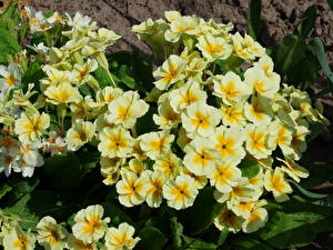 Image Primula Flowers