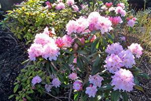 Bureaubladachtergronden Rododendron