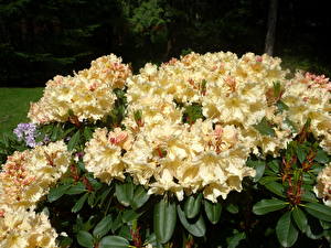 Bureaubladachtergronden Rododendron Bloemen