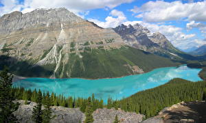 Pictures Parks Mountain Canada Banff Peyto Lake NP Nature
