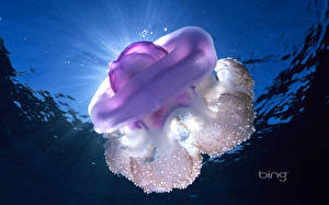 Papel de Parede Desktop Mundo subaquático Águas-vivas Animalia