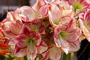 Bilder Amaryllis Blumen