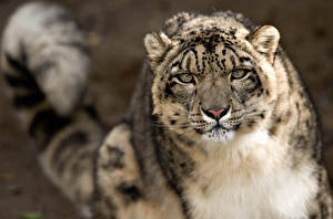 Sfondi desktop Grandi felini Panthera uncia animale