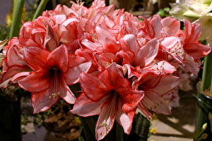 Hintergrundbilder Amaryllis Blüte