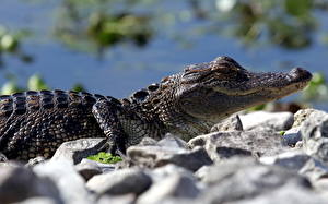 Picture Crocodiles