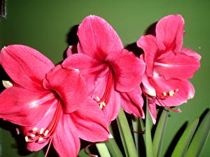 Fotos Amaryllis Blumen