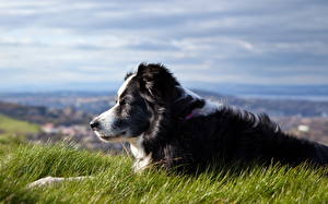 Bilder Hunde Shepherd Gras Border Collie ein Tier