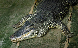 Bakgrundsbilder på skrivbordet Krokodiler