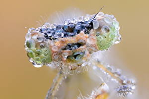Papel de Parede Desktop Insetos Odonata Animalia