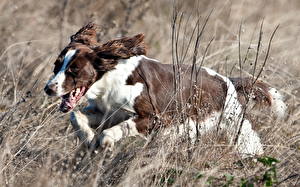 Bakgrunnsbilder Hunder Løpende Dyr