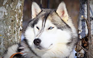 Bakgrunnsbilder Tamhund Sibirsk husky Dyr