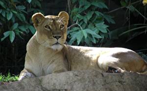 Bakgrundsbilder på skrivbordet Pantherinae Lejon Lioness