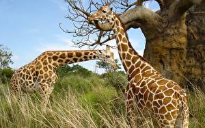 Hintergrundbilder Giraffen  ein Tier