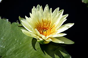 Images Water lilies Flowers
