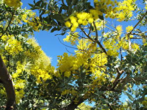 Bakgrunnsbilder Acacia dealbata Blomster