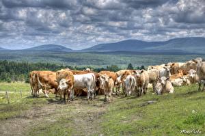 Wallpaper Artiodactyl Cows Herd Animals