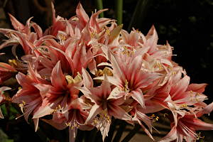 Hintergrundbilder Amaryllis Blüte