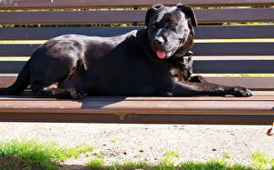 Фотографии Собаки Кане корсо лежит на скамейке