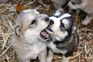 Desktop hintergrundbilder Hund Siberian Husky Welpe  Tiere