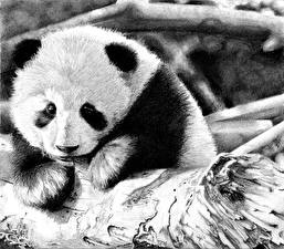 Tapety na pulpit Niedźwiedź Panda wielka zwierzę