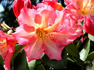 Fotos Rhododendren Blüte